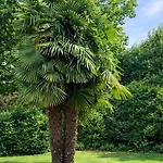 Palms Duesseldorf-neuss *