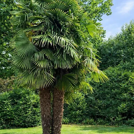 Palms Düsseldorf-neuss *