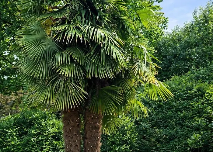 Palms Duesseldorf-neuss *